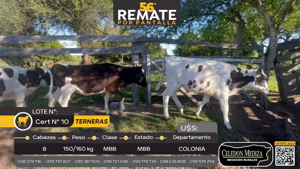 Lote 8 Terneras en Artilleros, Colonia