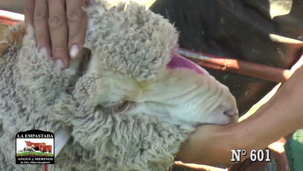 Lote CARNEROS MERINO AUSTRALIANO