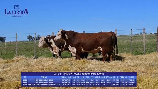 Lote TOROS PI POLLED HEREFORD DE 2  AÑOS