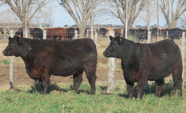 Lote Vaquillonas  Angus -  Don Pedro