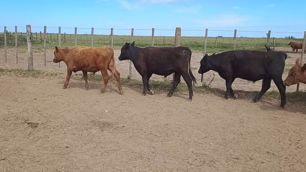Lote 71 Terneros