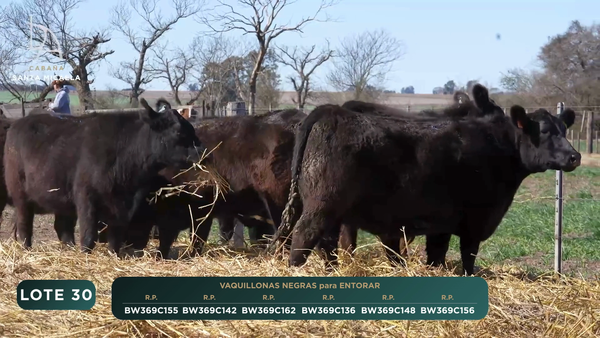 Lote VAQUILLONAS PC para ENTORAR