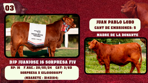 Lote LOTE 3