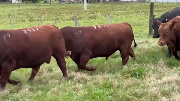 Lote Birriel Hnos / La Identidad