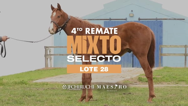 Lote HAT LANCELOT