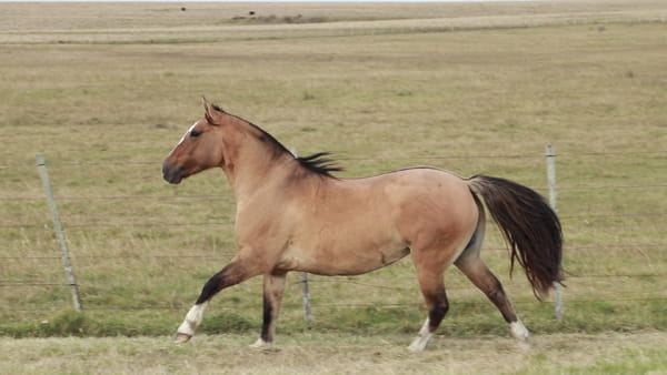 Lote TERRON Dichosa 23