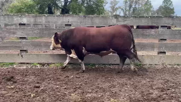 Lote El Vichadero RP H533