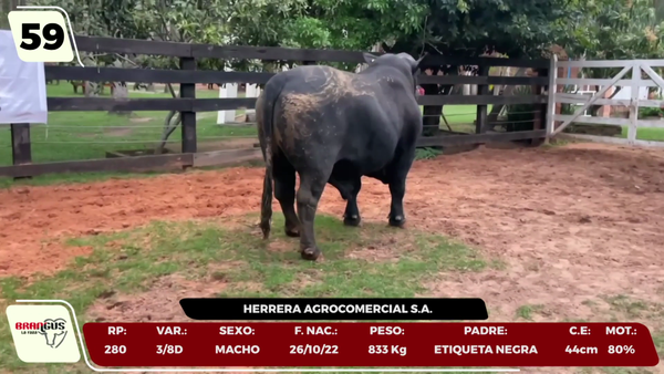 Lote LOTE 59 - CAMPO