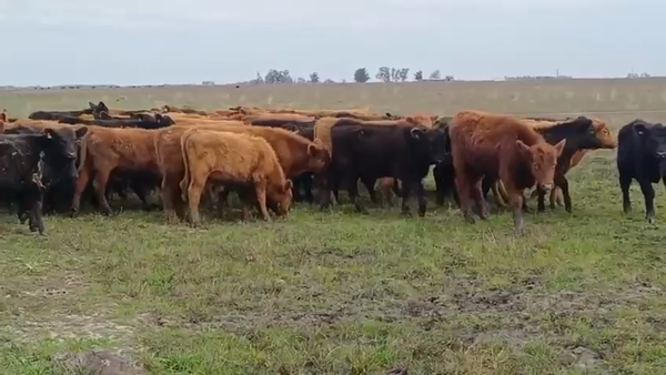 Lote 100 Terneros/as