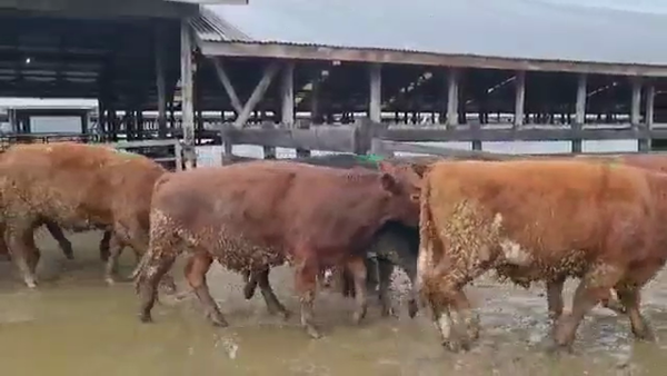 Lote 45 Novillo Gordo en Los Lagos, XIV Región Los Ríos