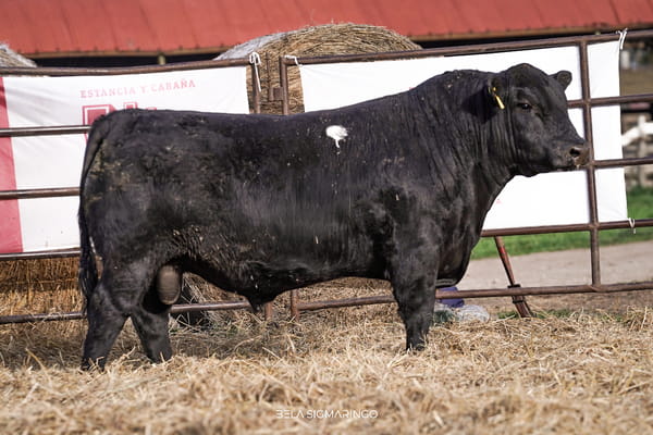 Lote TOROS ANGUS  PP