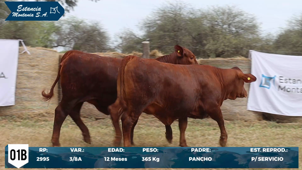 Lote LOTE 1 B