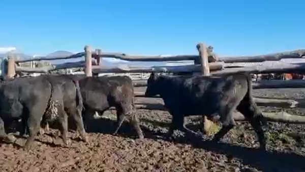 Lote 25 Novillo Engorda en Coyhaique, XI Región Aysén