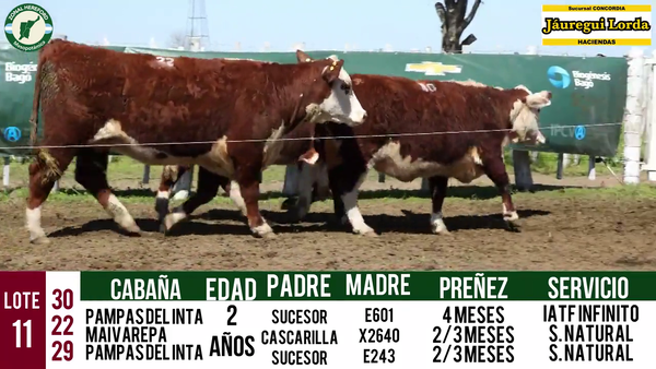 Lote VAQUILLONAS PURAS REGISTRADAS CON GARANTÍA DE PREÑEZ