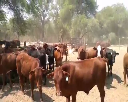 Lote 81 Terneros en Juan José Castelli, Chaco