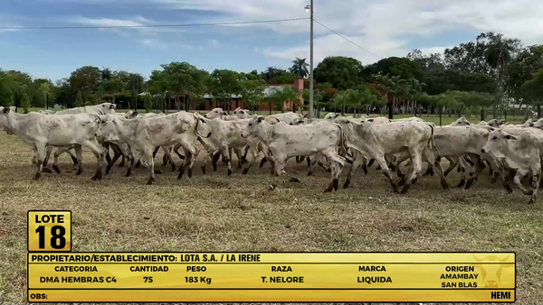 Lote LOTE 18