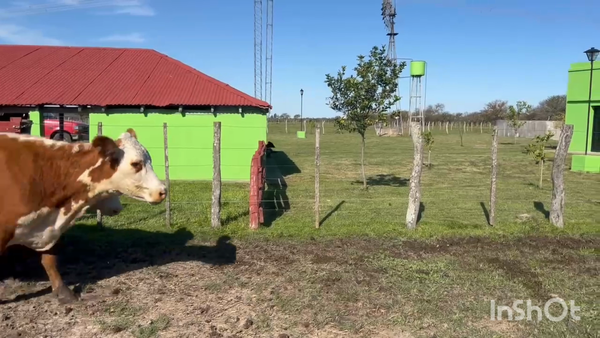Lote 3 Vacas Conserva en Corrientes, Curuzú-Cuatiá