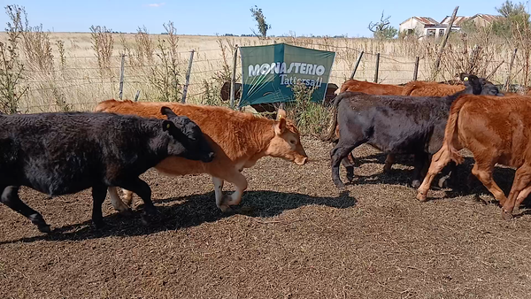 Lote 70 Terneros/as en Benito Juárez
