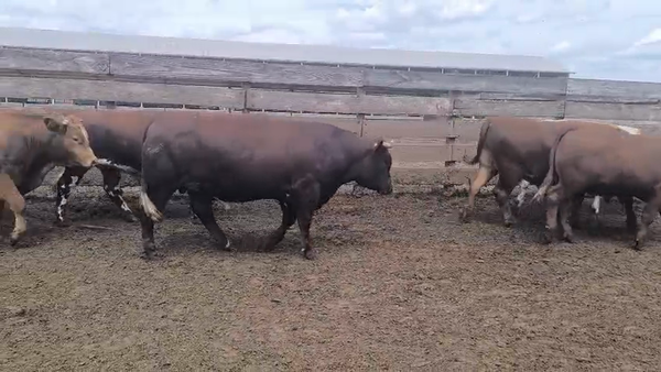 Lote 20 Novillo Gordo en Los Ángeles, VIII Región Biobío