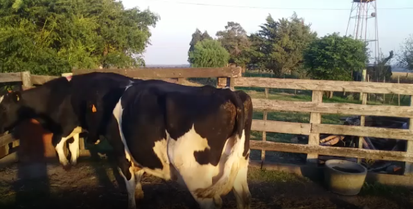 Lote 2 Vaca en Colonia