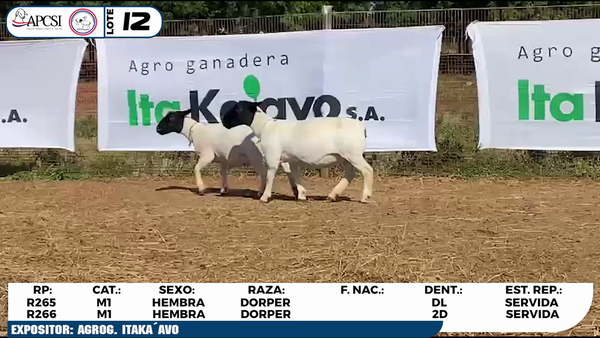 Lote LOTE 12