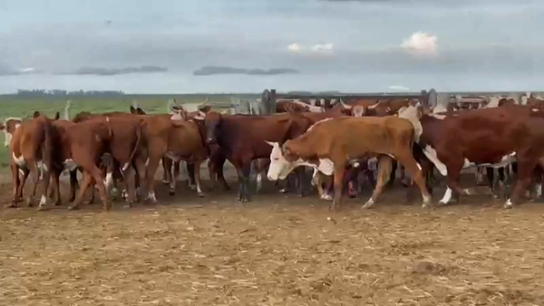 Lote 42 Vacas de invernar en Concordia, Entre Ríos