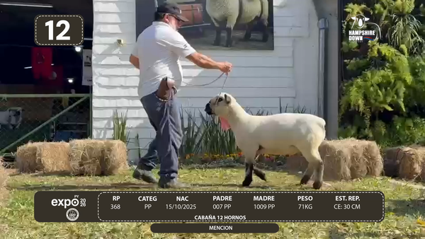 Lote LOTE 12 - BOZAL