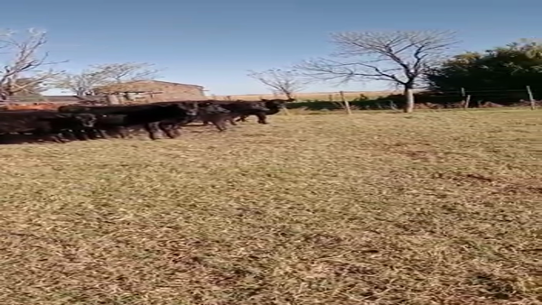 Lote 37 Terneros/as en General Pinto, Buenos Aires