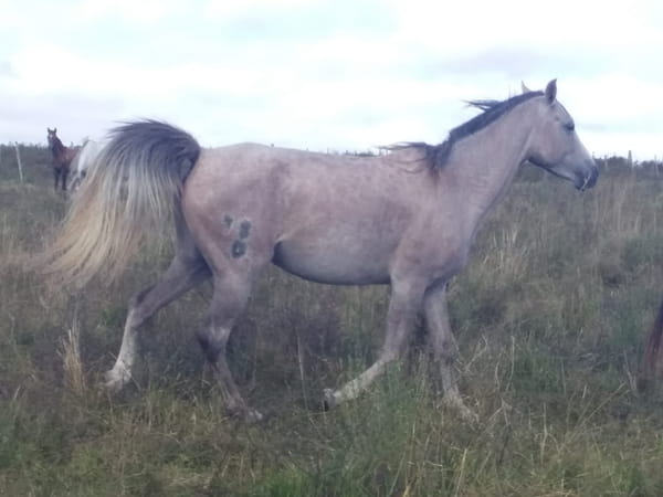 Lote 98 - Fadar Sahiba