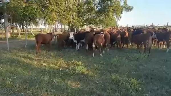 Lote 90 Terneros/as en Esquina, Corrientes