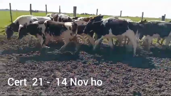 Lote NOVILLOS DE 1 A 2