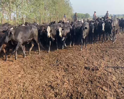 Lote 100 Vaquillonas en Pirané, Formosa