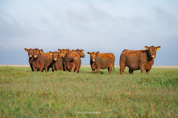 Lote VAQUILLONAS  ANGUS COLORADAS PC PARA SERVICIO