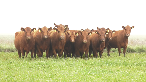 Lote VACAS  ANGUS COLORADAS   P. CONTROLADAS C/ GTIA DE PREÑEZ