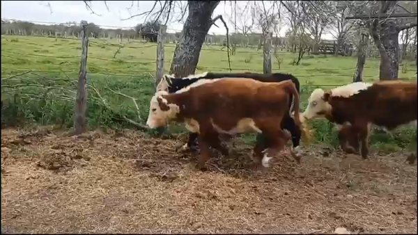 Lote 74 Terneros/as en Federal, Entre Ríos