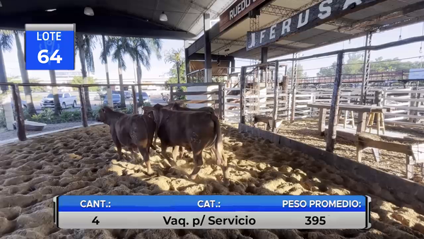 Lote VAQUILLAS BRANGUS REGISTRADAS  PARA SERVICIO  -LOTE 64