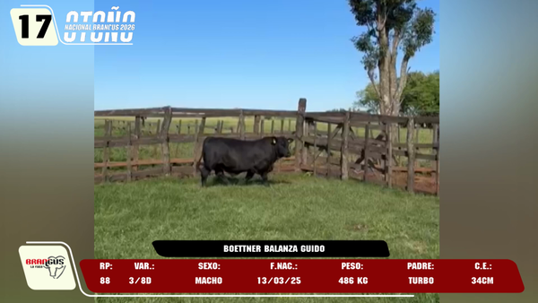 Lote LOTE 17 -DE JUNIOR