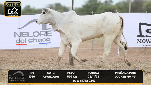 Lote LOTE 20
