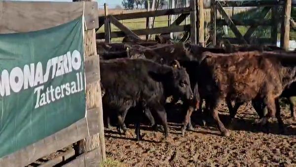 Lote 80 Terneras en Buenos Aires, Bolívar