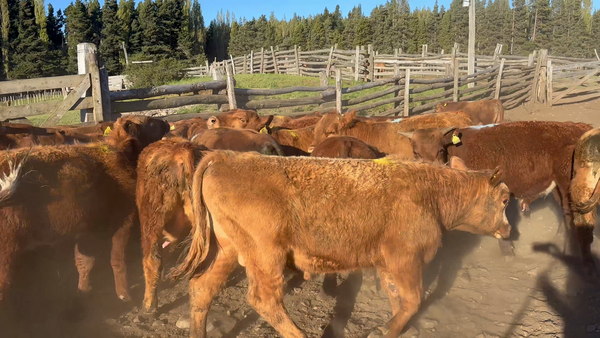 Lote 60 Ternero en Coyhaique, XI Región Aysén