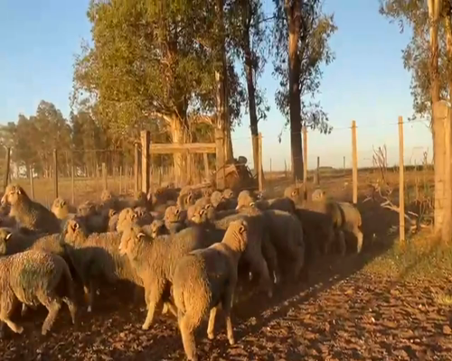 Lote CORDEROS