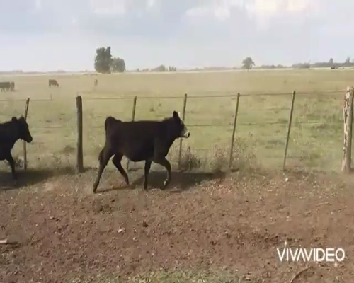 Lote 70 Terneros/as en La Plata, Buenos Aires