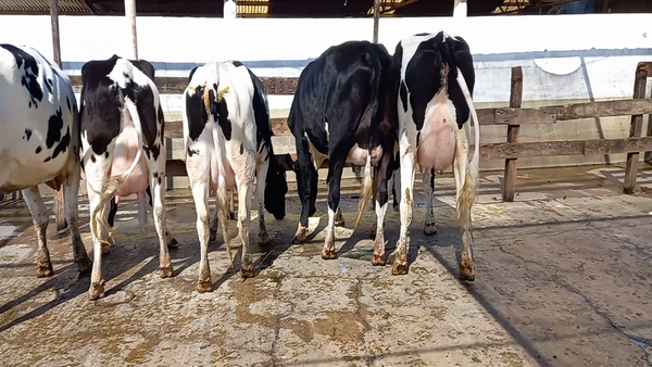 Lote Vaquillonas Paridas - Perassi Hnos