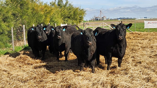 Lote HEMBRAS