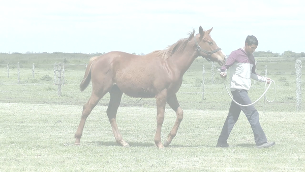 Lote RONRON GALAN  (GALAN DE CINE -  RONSINA)