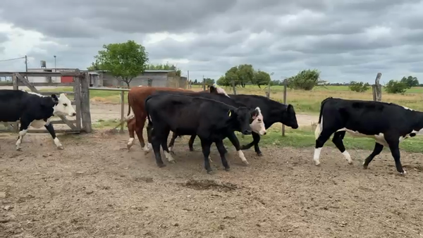 Lote NOVILLOS 1 a 2 AÑOS