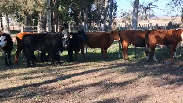 Lote VACAS INVERNADA