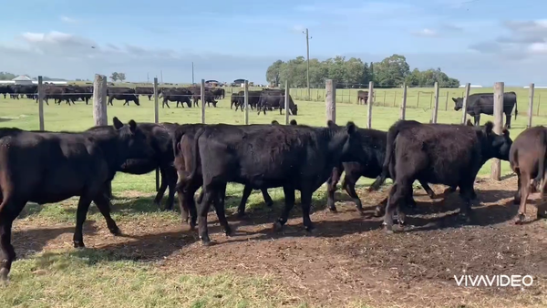 Lote 60 Terneras en Las Armas, Buenos Aires