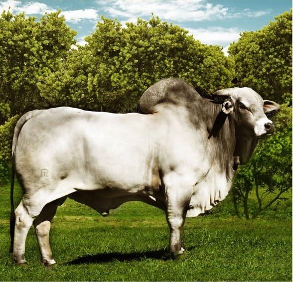 Lote PREÑEZ Nelore a Bozal Expo Internacional 2022 - Lote 5