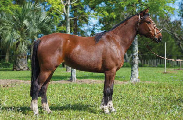 Lote El Gavilán Naranja Mecánica (RP 450) Cabaña "El Gavilán"